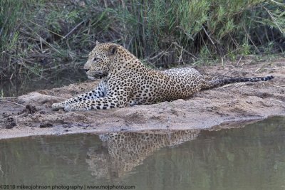 016-Leopard Reflection