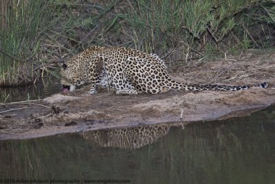 017-Leopard takes a Drink