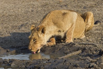 018-Lion Drinking