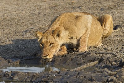 019-Lion Drinking