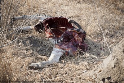 026-Zebra Carcass