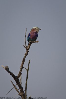 027-Lilac Breasted Roller on Tree