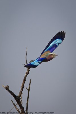 028-Lilac Breasted Roller in Flight