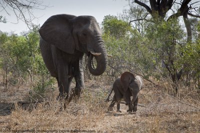 029-Elephant with Baby