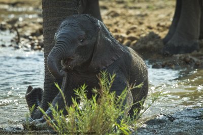 031-Elephant with Baby