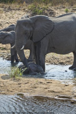 032-Elephant with Baby