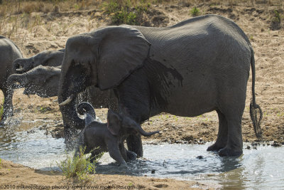 036-Elephant with Baby