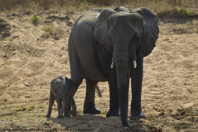 037-Elephant with Baby