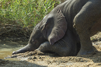 039-Baby Elephant