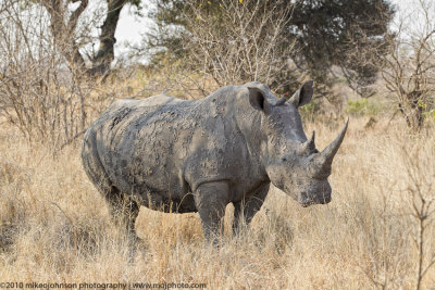 043-Rhino