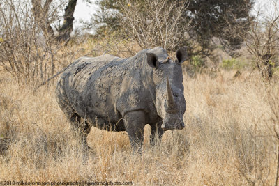 044-Rhino