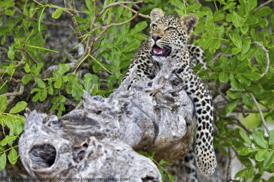 050-Leopard on Branch