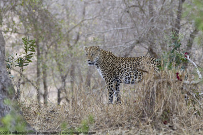 051-Leopard in Bush