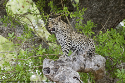 052-Leopard on Branch