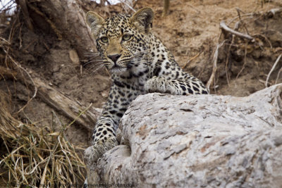 054-Leopard on Branch