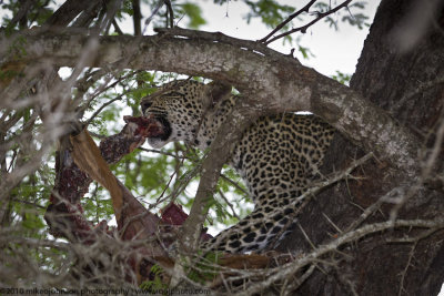 055-Leopard Eats Impala