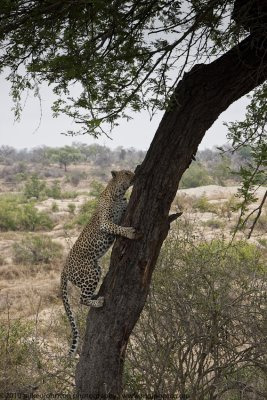 056-Leopard Climbs Tree