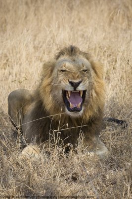 057-Lion Yawn