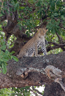 01  Leopard in Tree