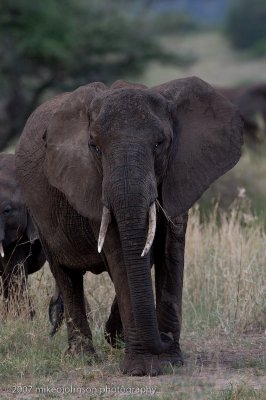 05 Elephant Approaching