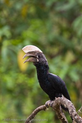 06  Silvery-cheeked Hornbill