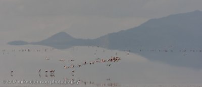 07  Flamingos in Dusk on Lake Manyara