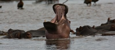 09  Hippo Yawn