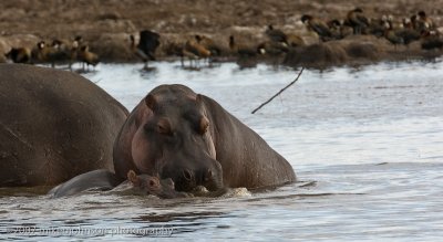 10  Hippo with Baby