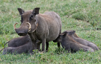 13  Warthog family feast