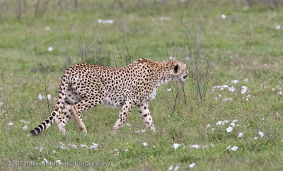 14  Cheetah on the Prowl