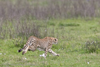 15  Cheetah Chase