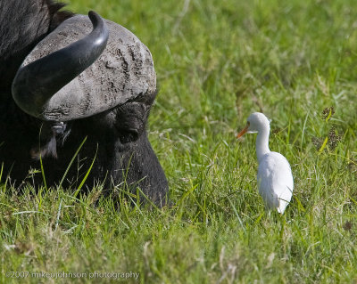 16  Cape Buffalo and Cattle Egret