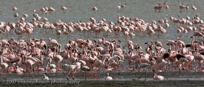 17  Greater and Lesser Flamingos