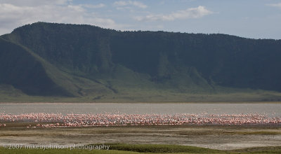 18  Flamingos in the Crater