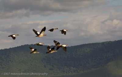 19  Egyptian Geese in Flight