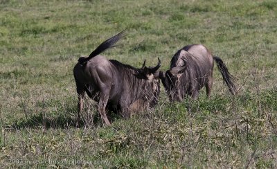 20  Wildebeest Sparring