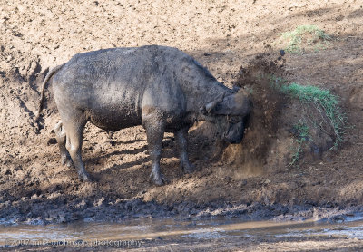 25  Cape Buffalo in the Mud