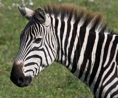 26  Zebra Portrait