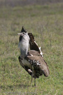 28  Kori Bustard looking for mate