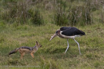 32  Stork and Jackal sparring