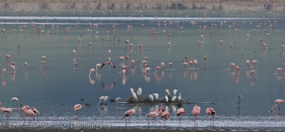 33  Flamingos and Egrets at the Lake
