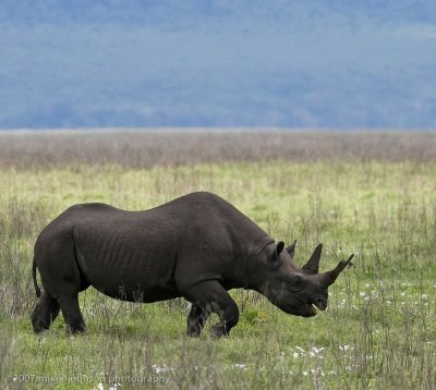 36  Black Rhino Profile