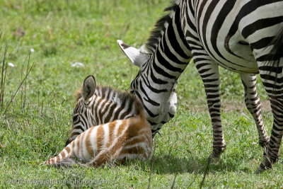 37  Zebra Mother and Baby