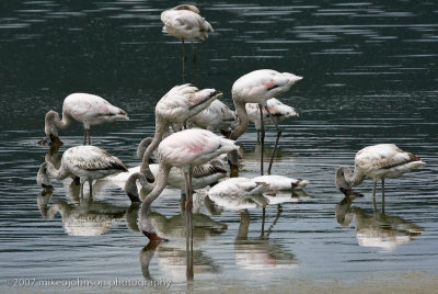 39  Flamingo Reflection