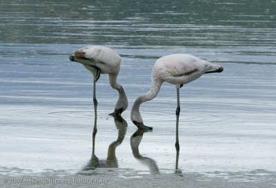 40  Flamingo Reflection