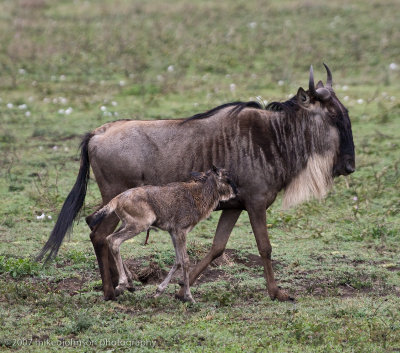 43  Wildebeest with Baby