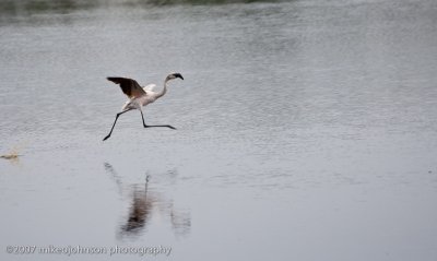 44  Flamingo Landing