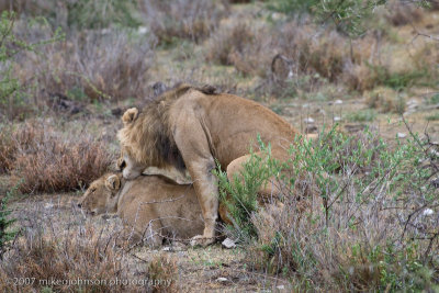 45 Lion Copulating