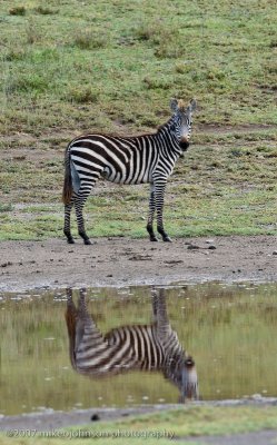 46  Zebra Reflection