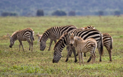 50  Baby Zebra with Family